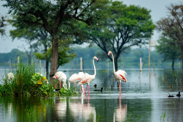 nature scenery or natural painting by Greater flamingo flock or flamingos family during winter...