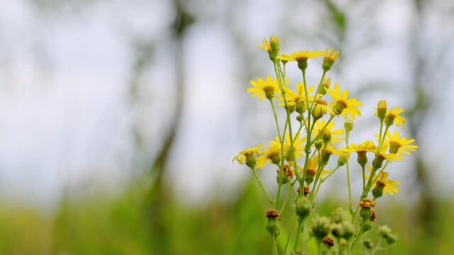 Ragwort (jacobaea vulgaris) flowers swaying in the wind. Stinking nanny, ninny, willy, staggerwort, cankerwort, stammerwort.