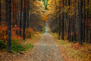 Beautiful alley in the autumn forest