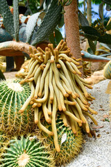 close-up side view of cactus, thorns, desert tree background