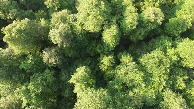  Aerial view  green forest and lake. Famous, touristic place Parz lake or  Parz lich in Armenia.  Drone fly over  lake surrounded green trees. Small boats on water.