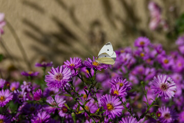 Small white butterfly (Pieris rapae) with open wings perched on a pink spanish daisy in Zurich, Switzerland