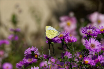Green-veined white butterfly (pieris napi) perched on a pink spanish daisy in Zurich, Switzerland