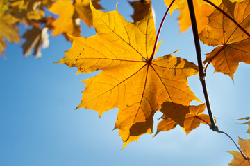 Naklejka na ściany i meble Golden maple leaf against a sunny blue sky in warm autumn. Amazing beautiful nature