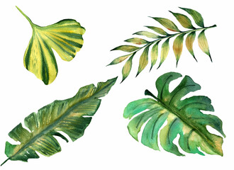 Watercolor drawing hand-painted tropical leaves