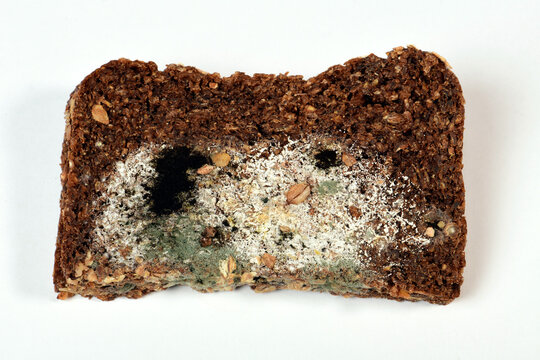 Schimmelpilz auf Vollkornbrot // Mould on wholemeal bread