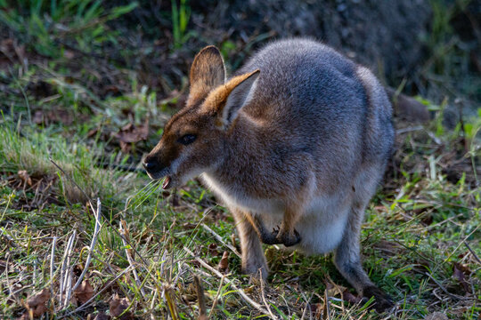Grazing Wallabie
