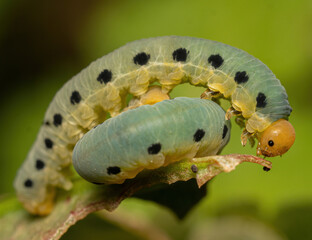 a caterpillar passing over another sleeping caterpillar