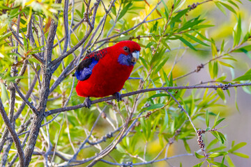 Flighty Rosella