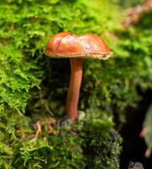 Mushroom detail in the woods