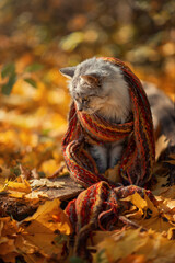 Photo of a gray cat in autumn yellow leaves.