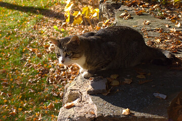 a gray cat basking in the sunlight 