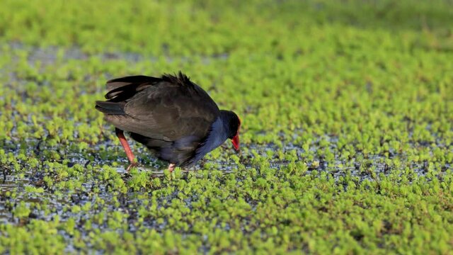 a slow motion clip of a purple swamphen taking a step at a wetland on the central coast of nsw, australia