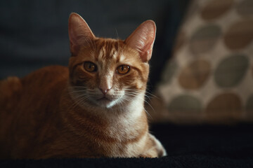 Portrait of an orange and white colored cat, lying on a couch, looking at the camera