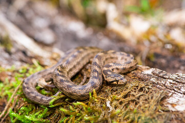 Fototapeta premium Coronelle girondine, couleuvre de Bordeaux