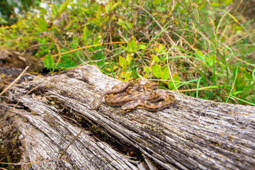 Coronelle girondine, couleuvre de Bordeaux