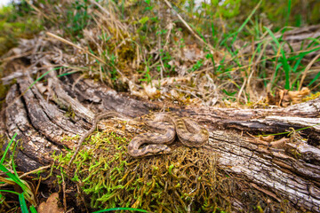 Coronelle girondine, couleuvre de Bordeaux