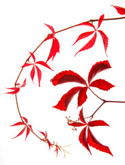 Autumn red colored branches of wild vine leaves on white backround, foliage used as medicinal plants.