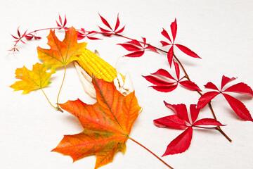Autumn still life with maple leaves, wild vines and a corncob on a woven, ecru background