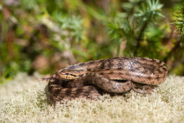 Coronelle girondine, couleuvre de Bordeaux