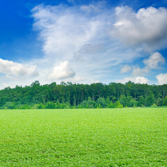 Green soybean field and blue cloudy sky.