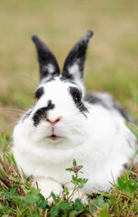 Obraz premium rabbit Girl with rabbit hare animals