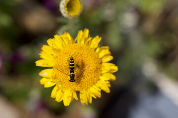 Sphaerophoria scripta (Hoverfly)