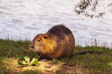 Nutria on the river bank, water in the background