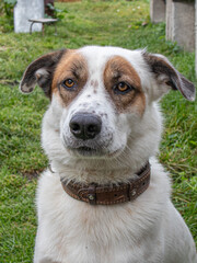 A beautiful white dog with brown spots around the eyes.