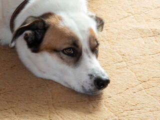 A beautiful white dog with brown spots around the eyes.