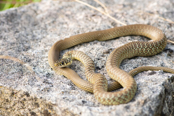 Couleuvre verte et jaune, Hierophis viridiflavus