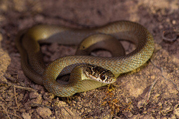 Couleuvre verte et jaune, Hierophis viridiflavus