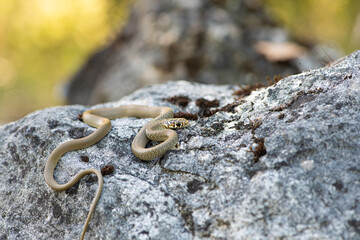 Couleuvre verte et jaune, Hierophis viridiflavus