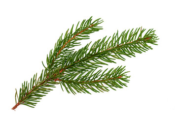 Branch of a Christmas tree isolated on a white background. Close-up