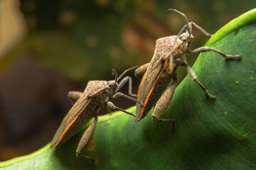 Brown marmorated stink bug on a leaf and mating