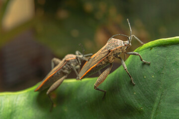 Brown marmorated stink bug on a leaf and mating