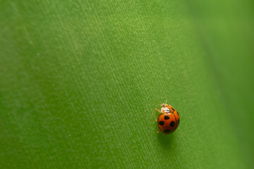 Obraz premium Seven-spotted ladybug perched on a taro stalk