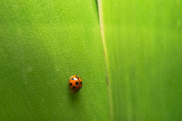 Seven-spotted ladybug perched on a taro stalk