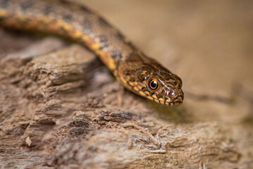 Couleuvre vipérine, Natrix maura