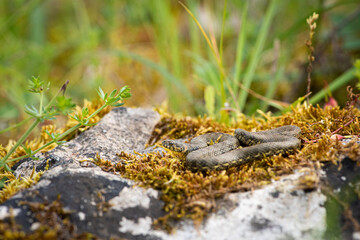 Couleuvre vipérine, Natrix maura