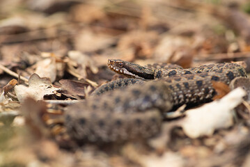 Vipère aspic, Vipera aspis