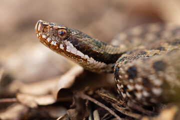Vipère aspic, Vipera aspis