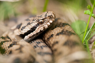 Vipère aspic, Vipera aspis