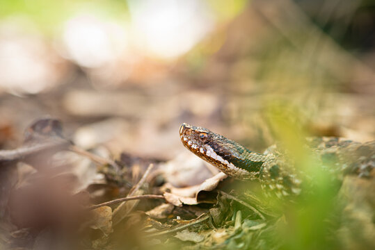 Vip&egrave;re aspic, Vipera aspis