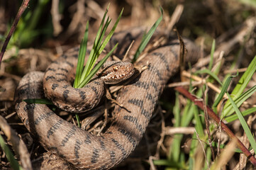 Vipère aspic, Vipera aspis