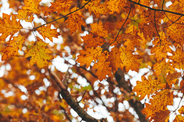 autumn season maple tree branches with yellow leaves