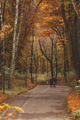 Fototapeta premium Lviv, Ukraine - November 2, 2020: people walking outdoors by autumn city park