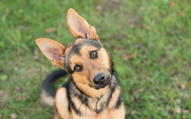 Photo of an adrable German Shepherd dog