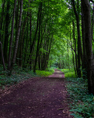 footpath in the woods on a dark day