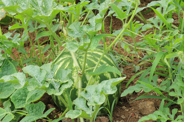 natural green watermelon plant photo